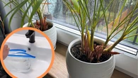Wyjeżdżasz i nie wiesz, co zrobić z kwiatkami? Patent z woreczkiem to hit za grosze
