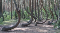 To nie fotomontaĹź. Polski las zachwyciĹ AmerykanĂłw. PorĂłwnali go do "Stranger Things"