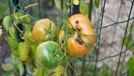 Zanim przyjdą upały, zrób to z pomidorami. 7 zasad uratuje zbiory przed suchą zgnilizną