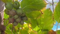 To "kieszonkowa" wersja egzotycznego owocu. Baby kiwi wyhodujesz w swoim ogrĂłdku