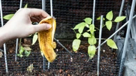 Naturalny nawĂłz czy cichy zabĂłjca? Te roĹliny nie znoszÄ wody ze skĂłrek banana
