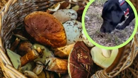 Idzie z psem do lasu, wraca z peĹnym koszem. "Grzybiarze mnie nienawidzÄ"