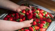 Truskawki na dopingu? Ten szybki test pokaże ci, czy zostały "poczęstowane" chemią
