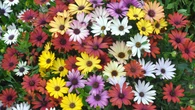 SĹoĹce to jej ĹźywioĹ, wiÄc kocha polskie lato. Osteospermum zmienia balkon w kwietnÄ oazÄ