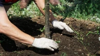 Jak blisko granicy działki można sadzić drzewa? Sprawdź, zanim sąsiad upomni się o swoje