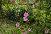 Jeden trik, a hibiskus wystrzeli z pÄkami. Tego efektu nie da ci sklepowy nawĂłz