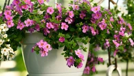 RoĹlina tygodnia. Nie tak popularna jak pelargonia. WyglÄda jak kwiatowy wodospad