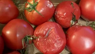 PleĹĹ na pomidorze to nie koniec. W Ĺrodku kryje siÄ cenny skarb. Jeszcze sobie podziÄkujesz