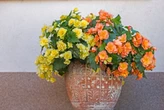 Begonia bulwiasta - roślina dla początkującego ogrodnika