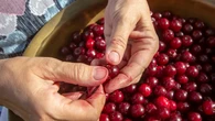 Zawsze robiÄ to wiosnÄ i mam wiÄcej owocĂłw. WiÄkszoĹÄ osĂłb zapomina