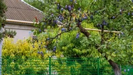Do kogo naleĹźÄ owoce, ktĂłre spadĹy za pĹotem? Prawo rozwiÄzuje spĂłr