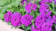 Zawstydzi niejedną pelargonię na balkonie. Ten kwiat to hit sezonu. Kwitnie aż do jesieni