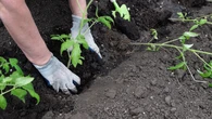 Te rośliny będą najlepszymi kumplami dla pomidorów. Zbierzesz więcej plonów niż sąsiad z nawozami