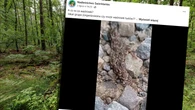 Pełzająca masa w lesie. Leśnicy nagrali tajemnicze zjawisko. "Trochę przerażające"