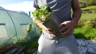NajdroĹźsza roĹlina Ĺwiata kosztuje 1500 zĹ za kilogram. MoĹźna jÄ sadziÄ w Polsce