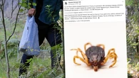 Rusza kolejne "narodowe kleszczobranie". Biolodzy apelujÄ do PolakĂłw