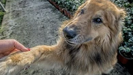 Co oznacza, gdy pies kĹadzie na tobie ĹapÄ? "SÄ takie, ktĂłrym nie powinno siÄ pozwalaÄ"