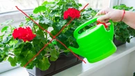 Ĺťegnajcie babcine pelargonie. Nadchodzi nowy trend balkonowy i robi furorÄ