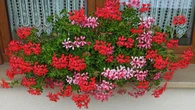 Zamiast daÄ do obiadu, nakarm nimi pelargonie. Balkon bÄdzie peĹen kwiatĂłw