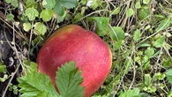 PoĹĂłĹź na trawniku dwa owoce. Brzmi dziwnie, ale tak pomoĹźesz naturze