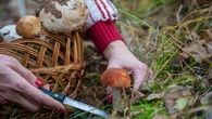 Jak zbieraÄ grzyby? Najlepszy sposĂłb na udane "Ĺowy". Inaczej szybko siÄ zepsujÄ