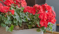 "Ziemniaczanka" przebija nawóz ze skórek banana. Już po jednym dniu pelargonie sypią kwiatami