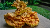 Ma smak, ktĂłry zaskoczy nawet miÄsoĹźercĂłw. "LeĹny kurczak" wkroczyĹ do polskich kuchni