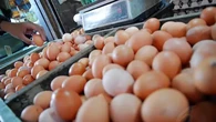Cara Membedakan Telur Ayam Kampung dan Telur Negeri, dari Cangkang hingga Isi