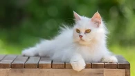 7 Penyakit Tersering pada Kucing, Pemilik Perlu Tahu