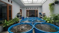 7 Ikan Air Tawar yang Bisa Menjadi Sumber Passive Income Keluarga