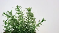 10 Tanaman Hias Sekaligus Herbal yang Cantik dan Fungsional, Percantik Rumah Sehatkan Kelu...