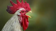 Cara Ampuh agar Ayam Tidak Berkokok Tengah Malam Tanpa Disakiti, Panduan Lengkap