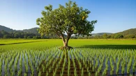 5 Pohon Pelindung Sawah agar Burung Tidak Merusak Tanaman Padi, Efektif Melindungi