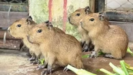 Drama Penyusup Larut Malam di Kebun Binatang Rumah Moo Deng Si Kuda Nil Kerdil