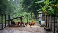 8 Trik Membuat Ayam Kampung Lebih Cepat Gemuk Saat Musim Hujan, Produktivitas Terjaga