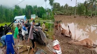 Banjir Bandang Terjang Dua Desa di Pohuwato: 2 Orang Tewas, Sapi-Sapi Bergelimpangan