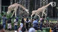 Warga Jakarta Antusias Sambut Wisata Malam Ragunan, Jadi Sarana Edukasi dan Hiburan Altern...
