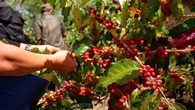 Aroma Kopi Rembang Curi Perhatian Pasar Dalam Negeri