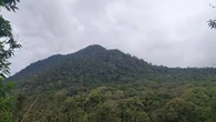 Dedi Mulyadi Klaim Pemprov Jabar Siap Borong Pohon Agar Tak Ditebang