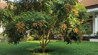 7 Pohon Buah yang Cocok untuk Halaman Rumah dengan Rumput Gajah Mini, Minim Risiko Rusak F...