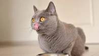 Sering Menjulurkan Lidah Usai Makan, Tanda Si Kucing Salah Makan dan Ingin Muntah