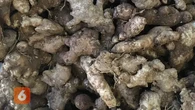 Jahe Emprit, Bahan Obat Tradisional dengan Potensi Besar dari Rimpang Kecil