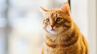 8 Tingkah Kucing Ini Menandakan Nyaman dengan Lingkungannya