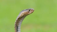7 Tanaman Liar yang Bisa Menarik Ular ke Pekarangan Rumah, Perlu Diwaspadai