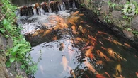 Ternyata, Pakan Ikan dan Udang Indonesia Masih Banyak Impor
