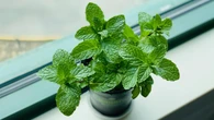 11 Tanaman Sayur yang Aromanya Tidak Disukai Ular, Ampuh Usir dari Rumah