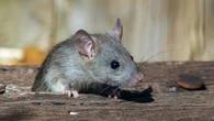 5 Cara Menemukan Sarang Tikus di Dalam Rumah dan Mencegahnya Datang Lagi, Terbukti Ampuh