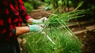 7 Tanaman Bumbu Dapur yang Cepat Panen, Cocok Ditanam di Lahan Terbatas