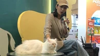 Perjalanan Tyas Mirasih dari Dog Person Menjadi Ibu 23 Kucing di Rumahnya
