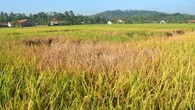 Waspadai Serangan Hama, Kementan Ajak Petani Sukoharjo Gunakan Asuransi